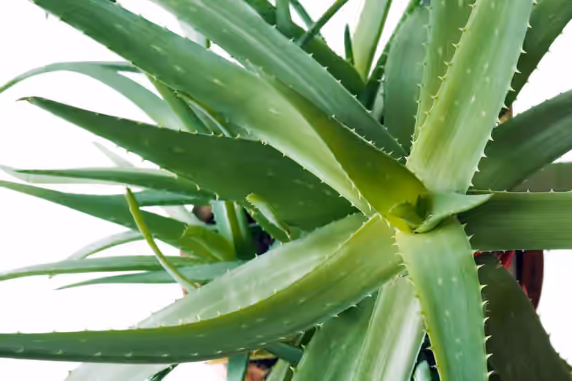 Aloe Vera
