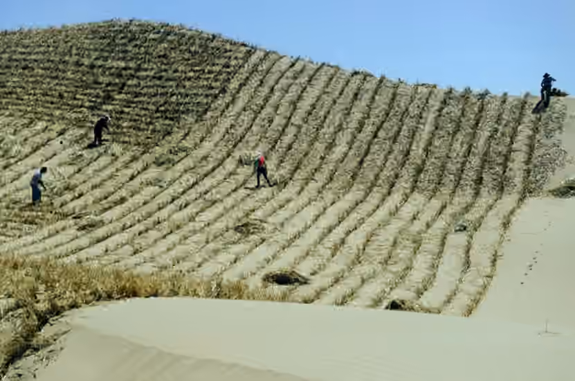 China's Great Green Wall