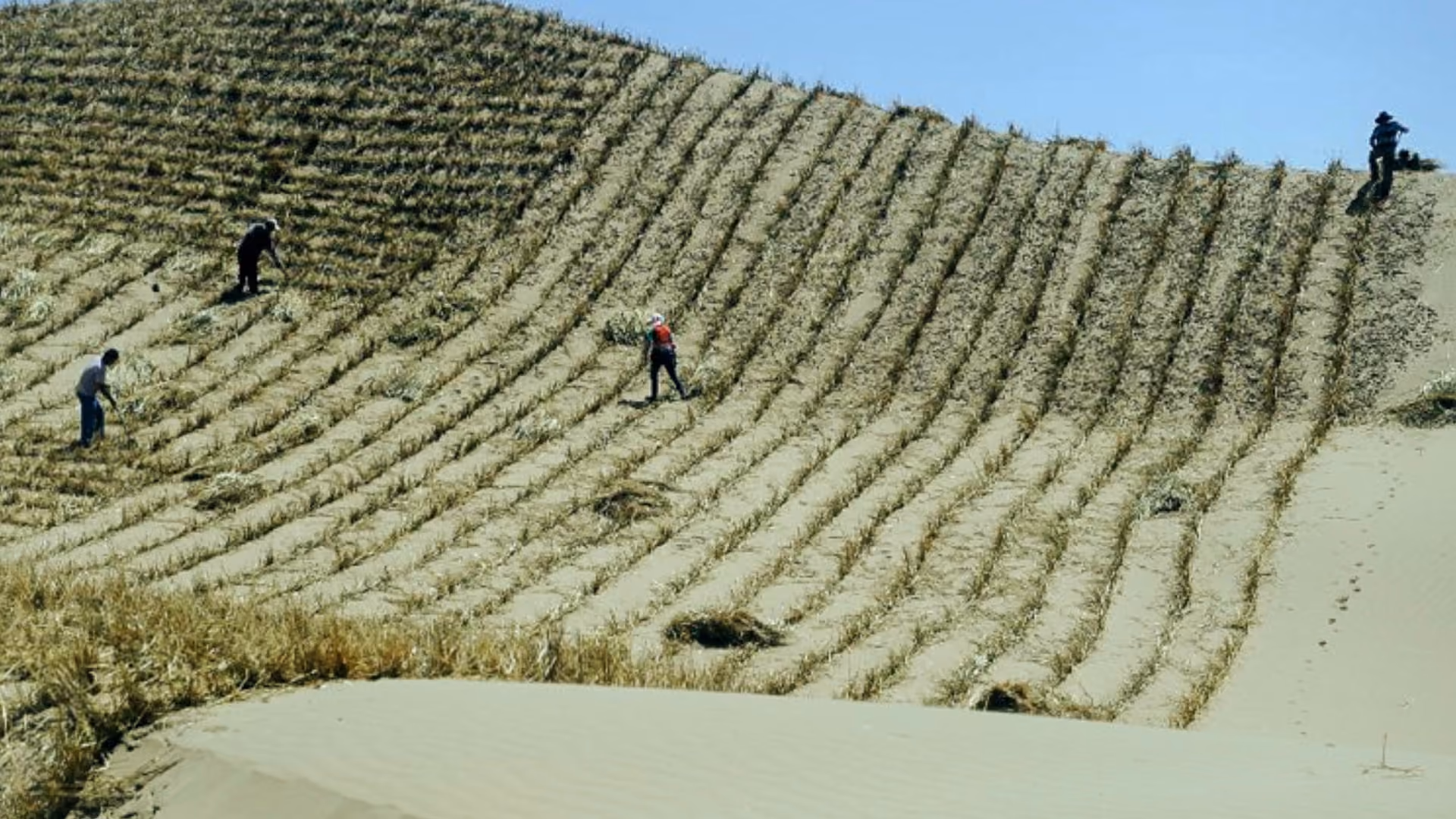 China's Great Green Wall