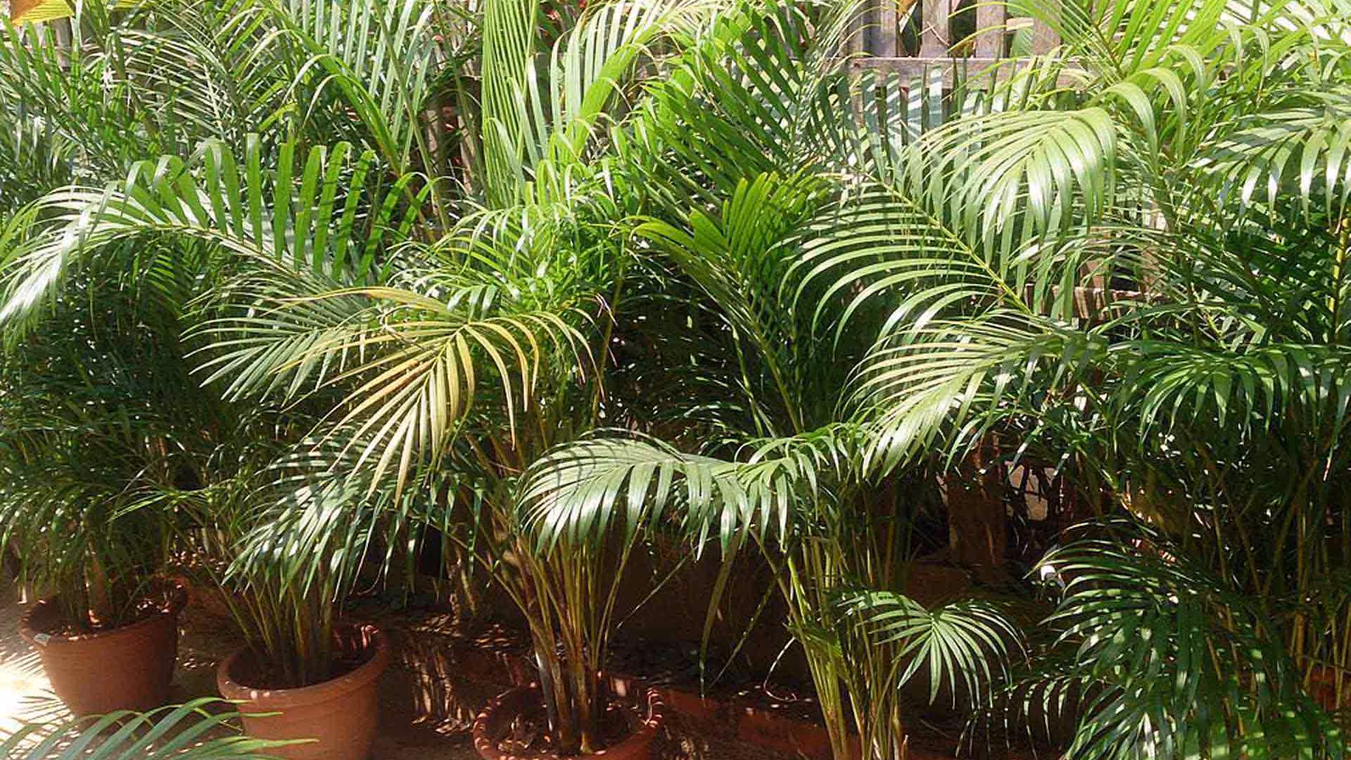 Areca Palm