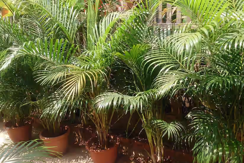 Areca Palm