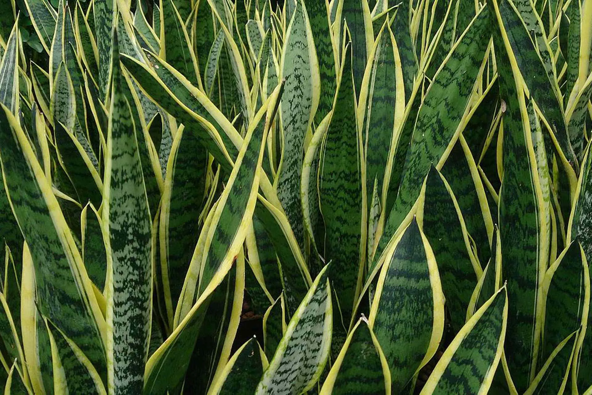 Mother-in-law&#x27;s tongue, also called Snake plant