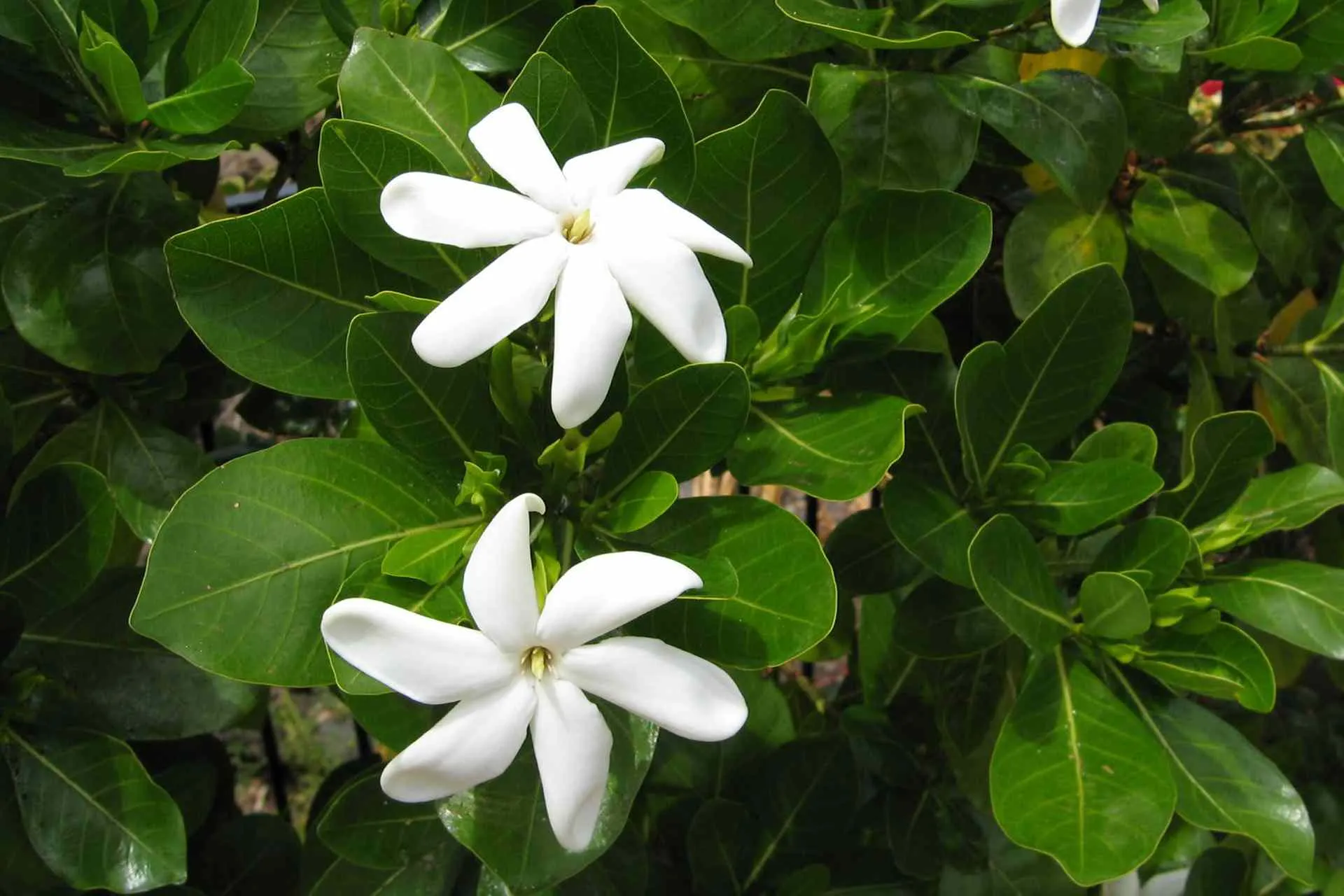 Gardenia