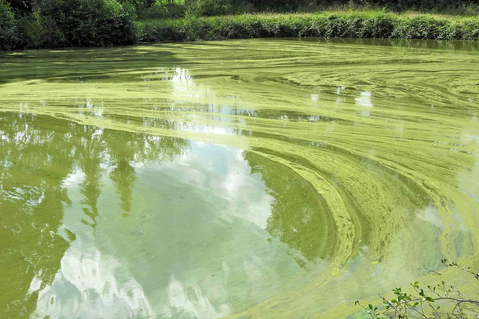 Spirulina grows in both fresh and salt water. Just like plants, cyanobacteria can produce energy out of sunlight, via the process called photosynthesis