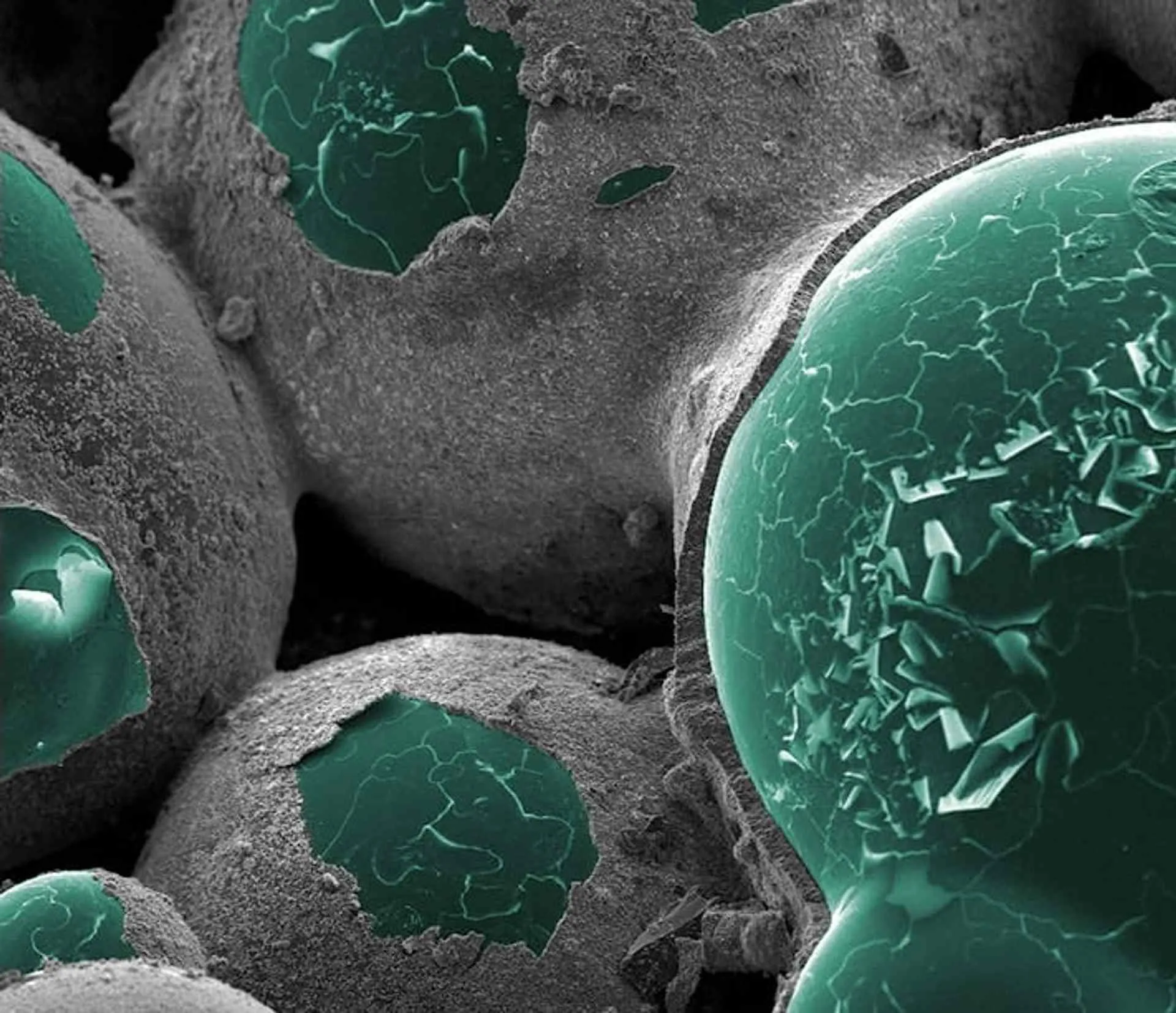 bacteria at work