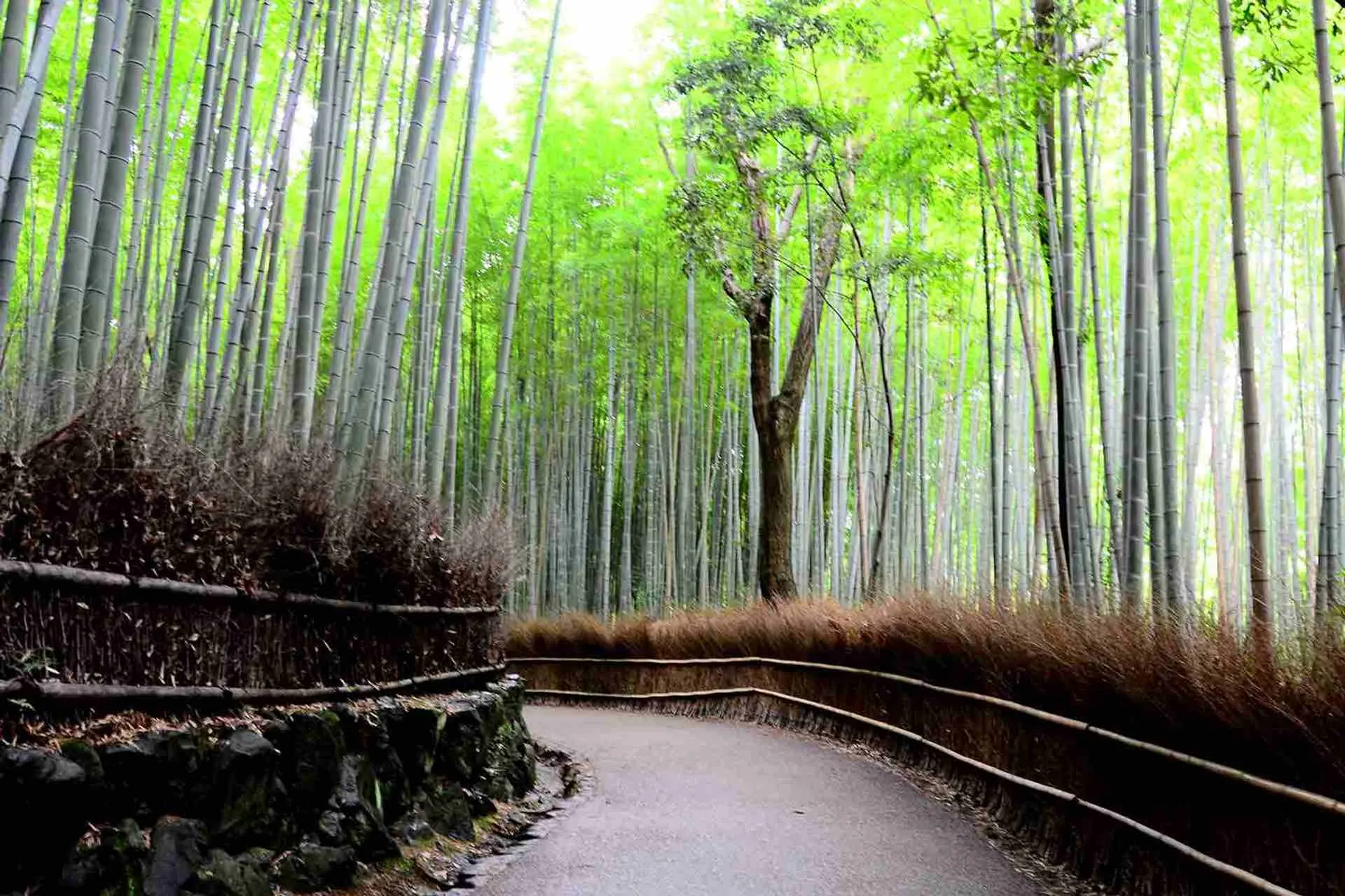 Bamboo Forest in Japan
