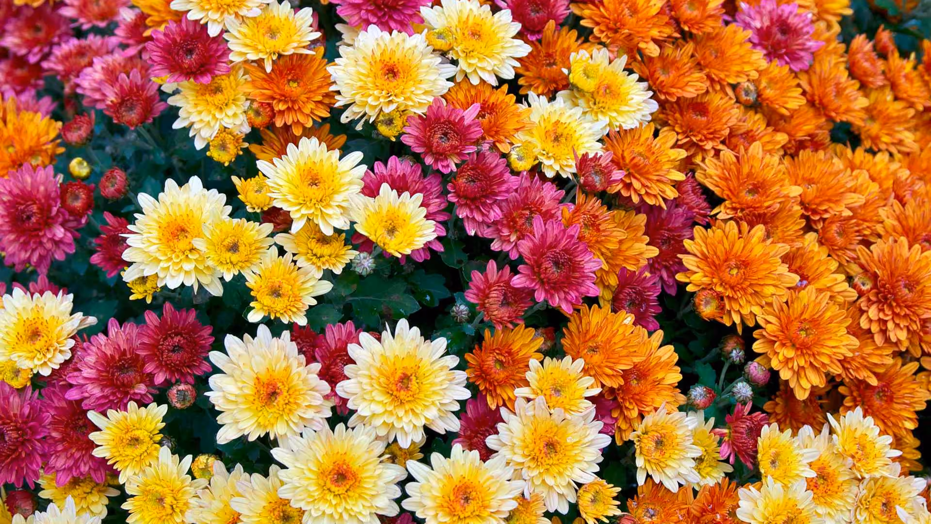 Chrysanthemum Power
