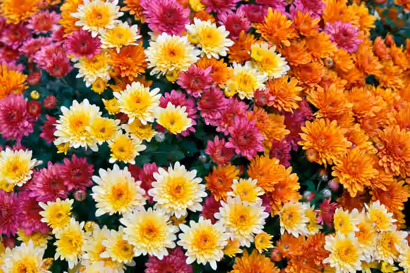 Chrysanthemum Power