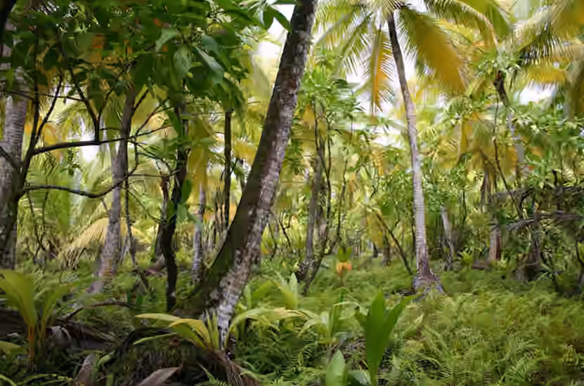 Biocoenosis Natural Forests