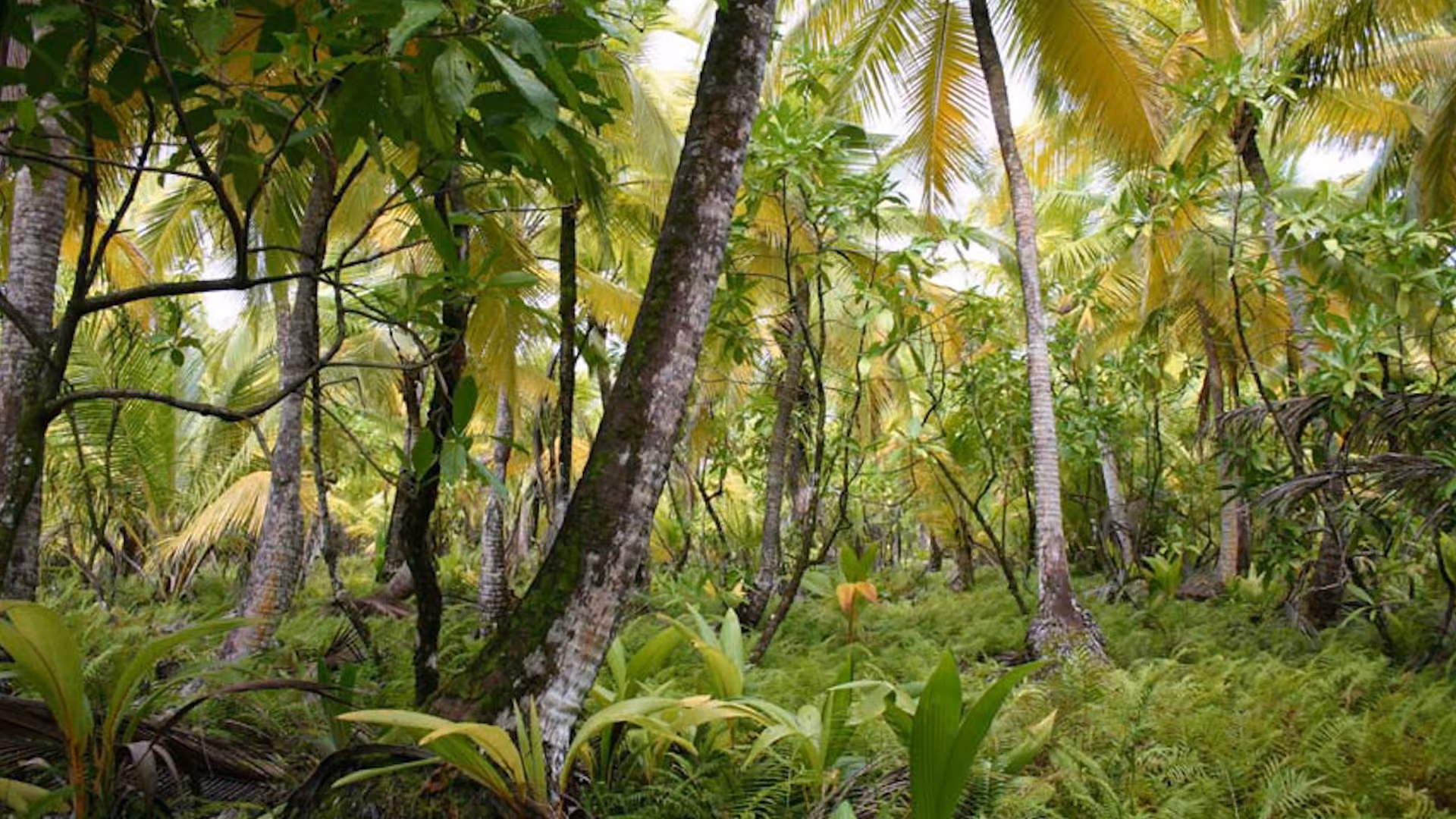 Biocoenosis Natural Forests