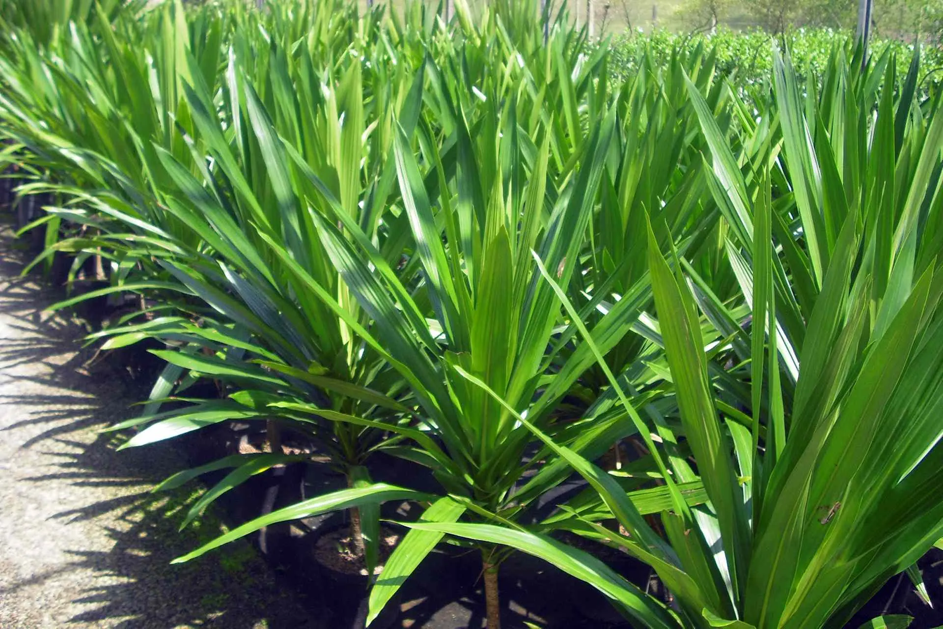 Dracena Arborea.
