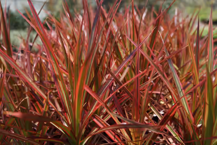 Dracaena Benefits