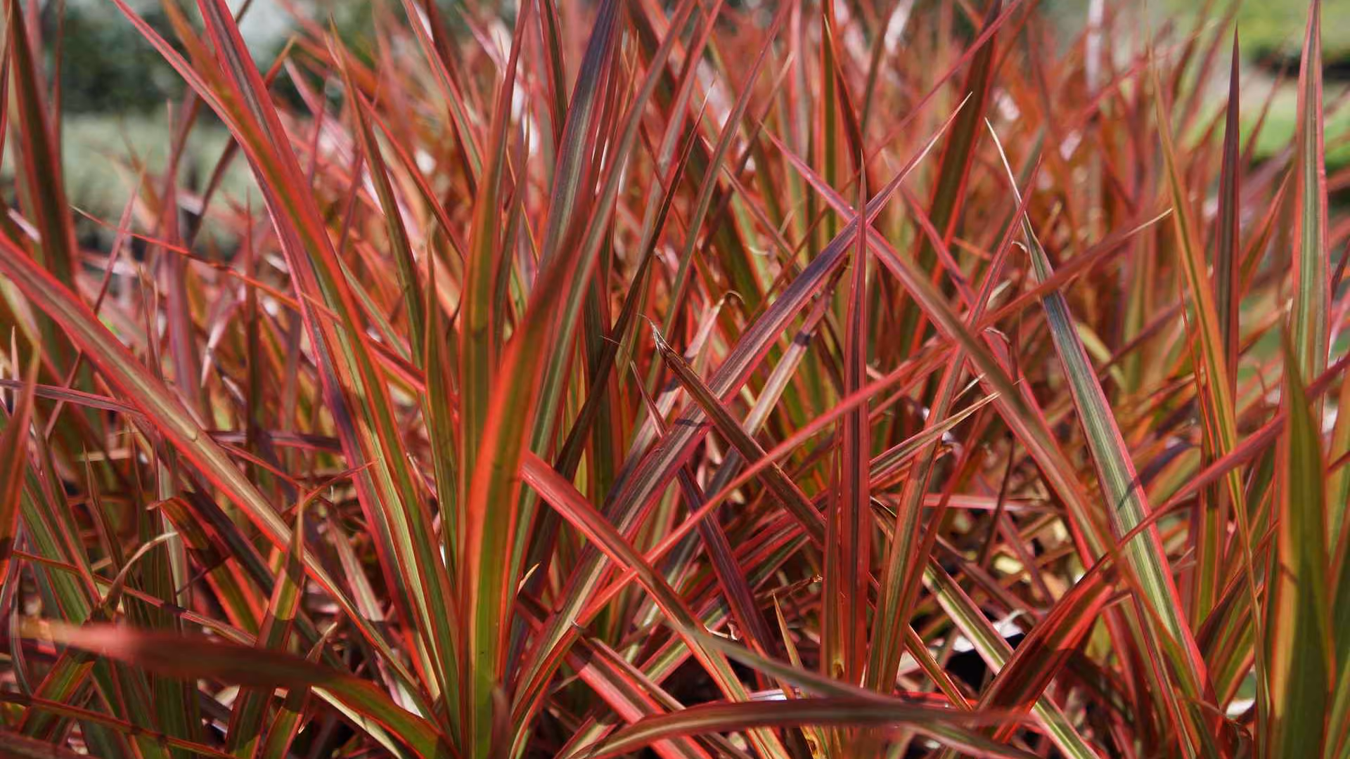 Dracaena Benefits