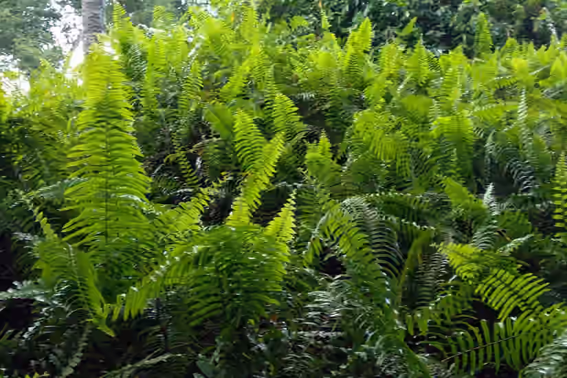 Ferns Eliminate Air Pollutants