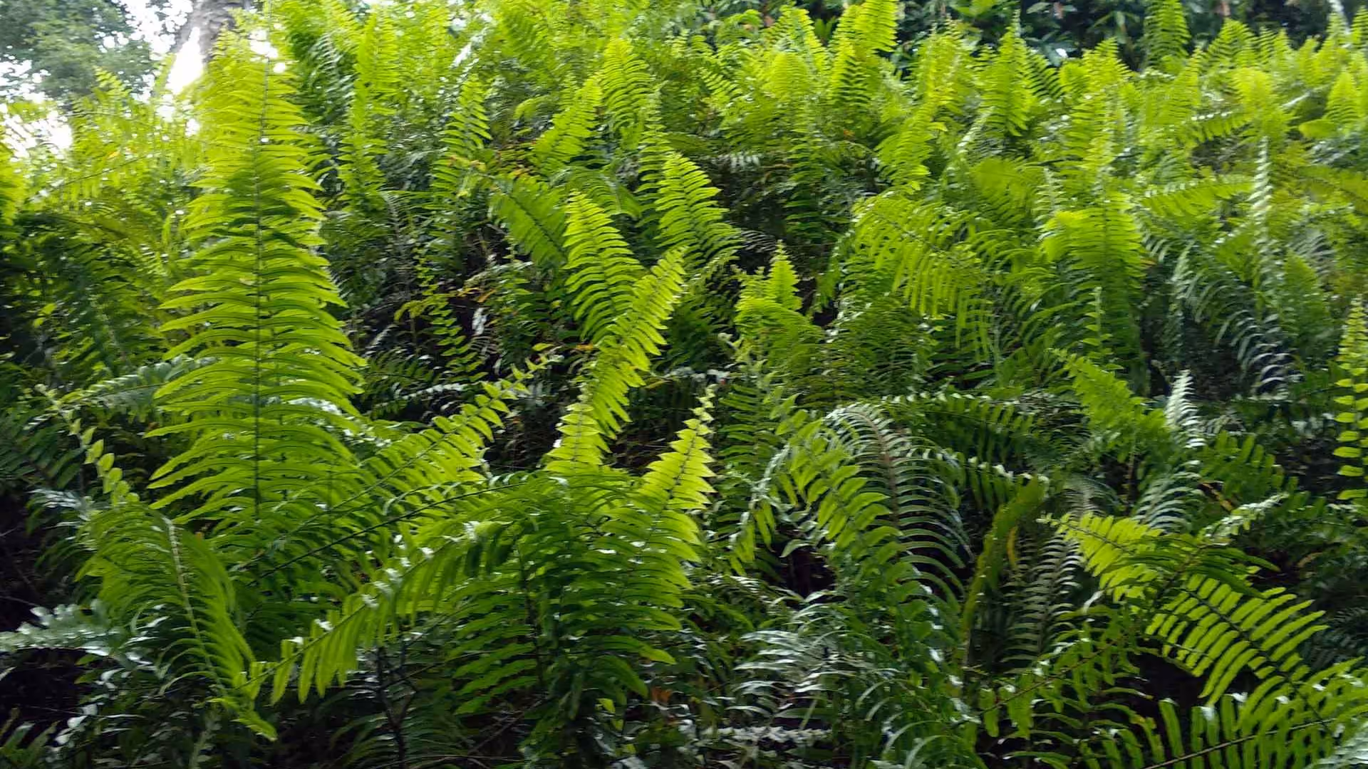 Ferns Eliminate Air Pollutants