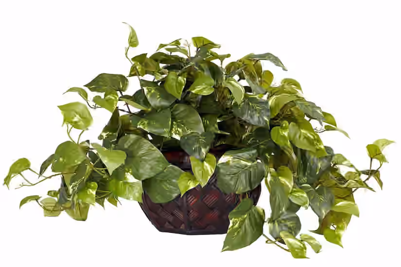 Golden Pothos
