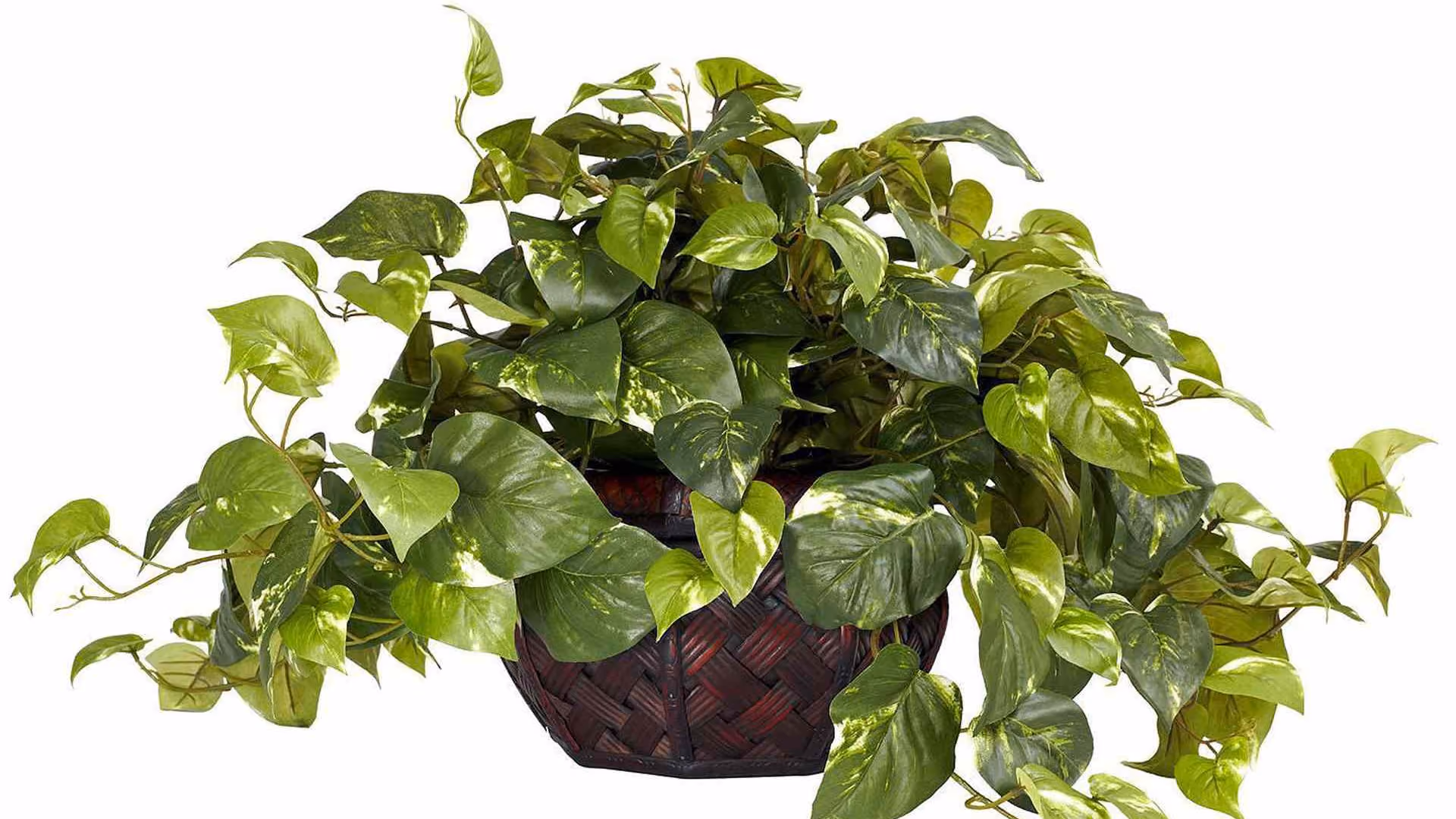 Golden Pothos
