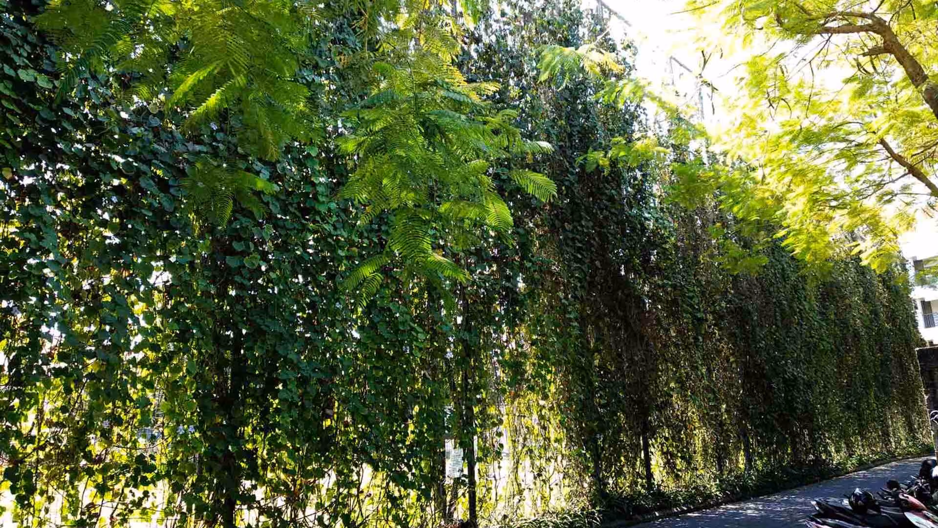 Green Walls