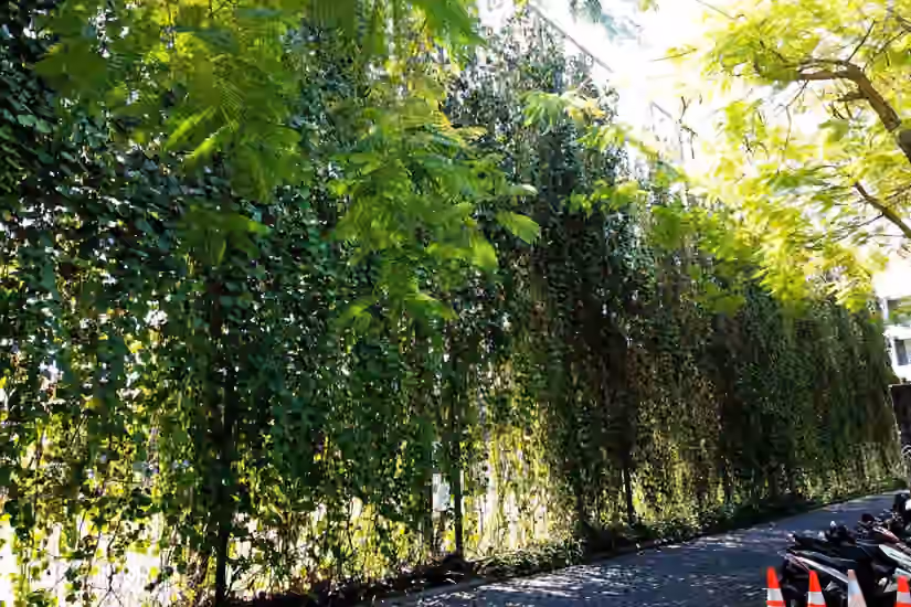 Green Walls