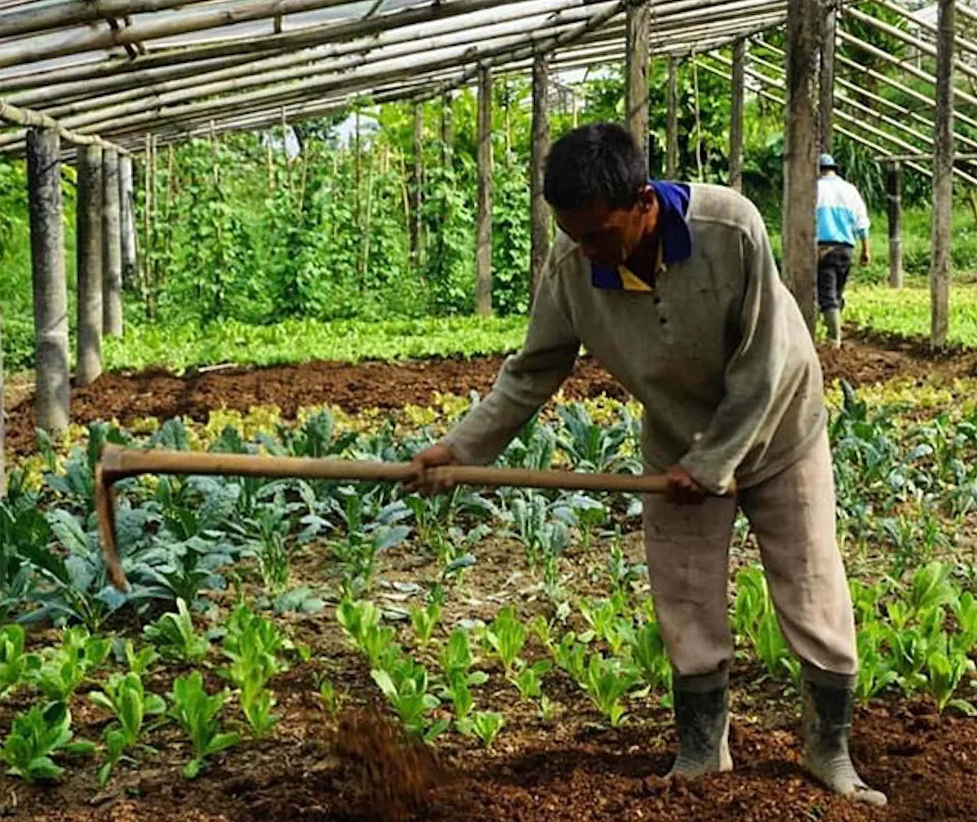 Live Essences source locally from organic faming facilities.