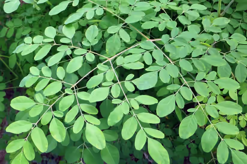 Moringa Superfood