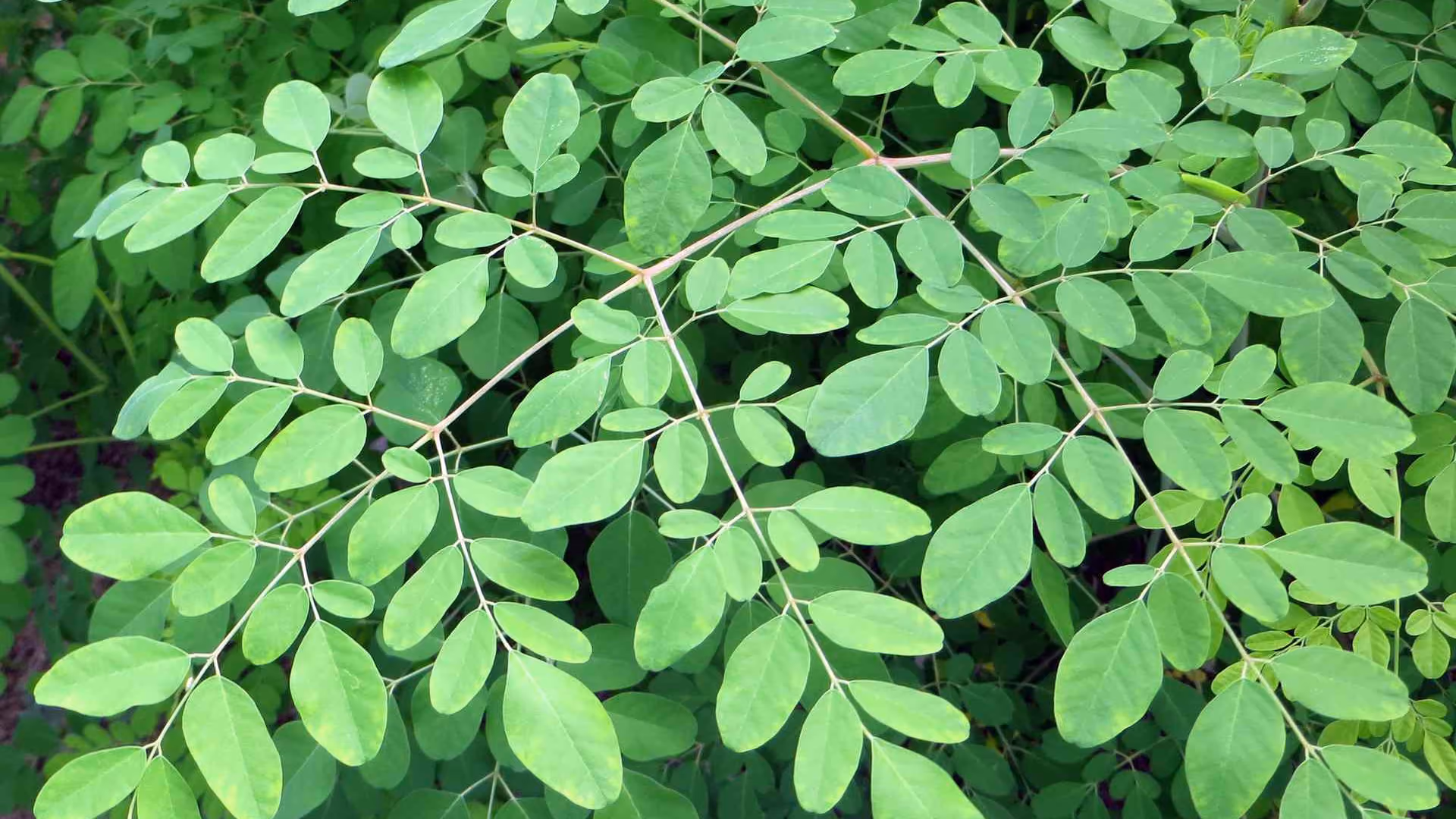 Moringa Superfood