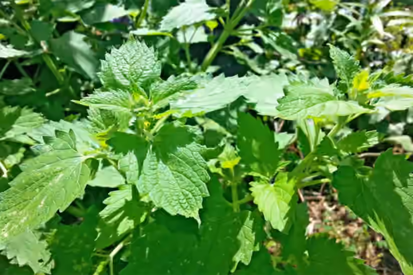 Mosquito Repellent Plants