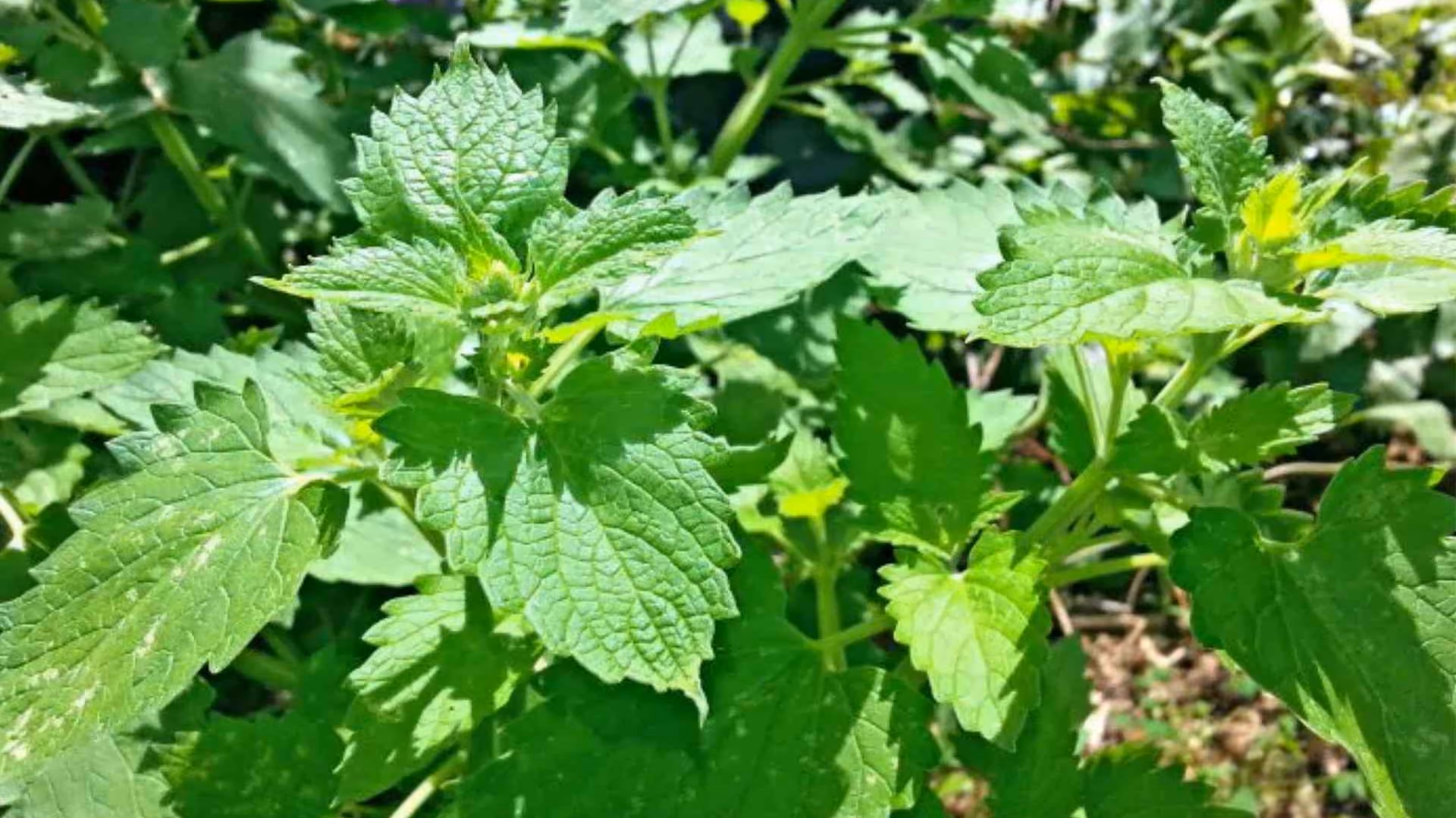 Mosquito Repellent Plants