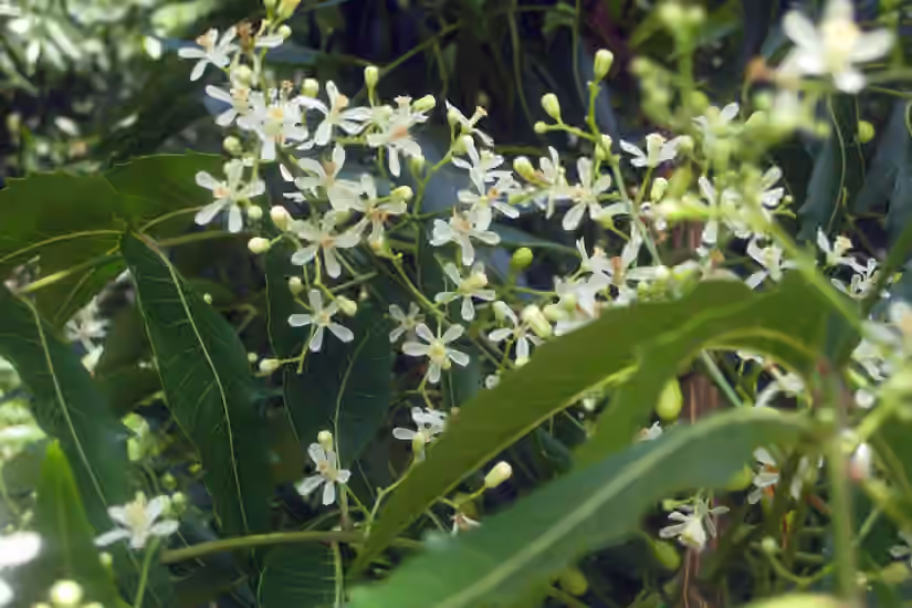 Neem Tree
