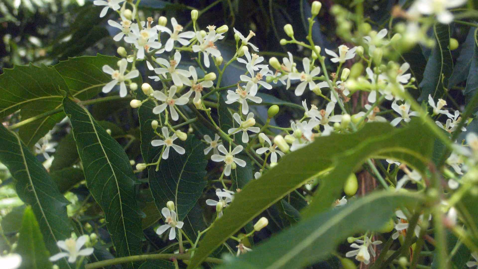 Neem Tree