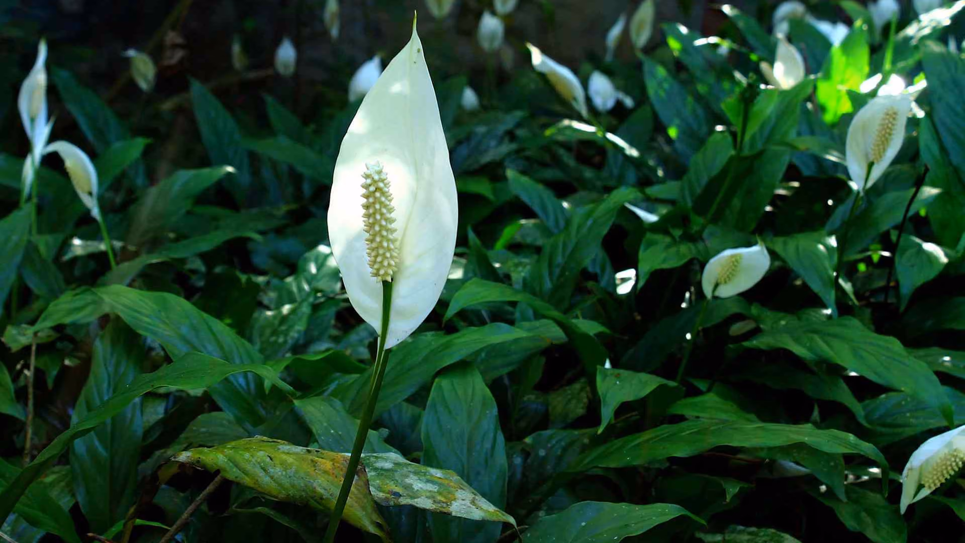 Peace Lilies