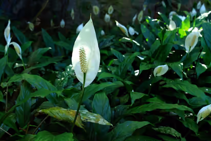 Peace Lilies