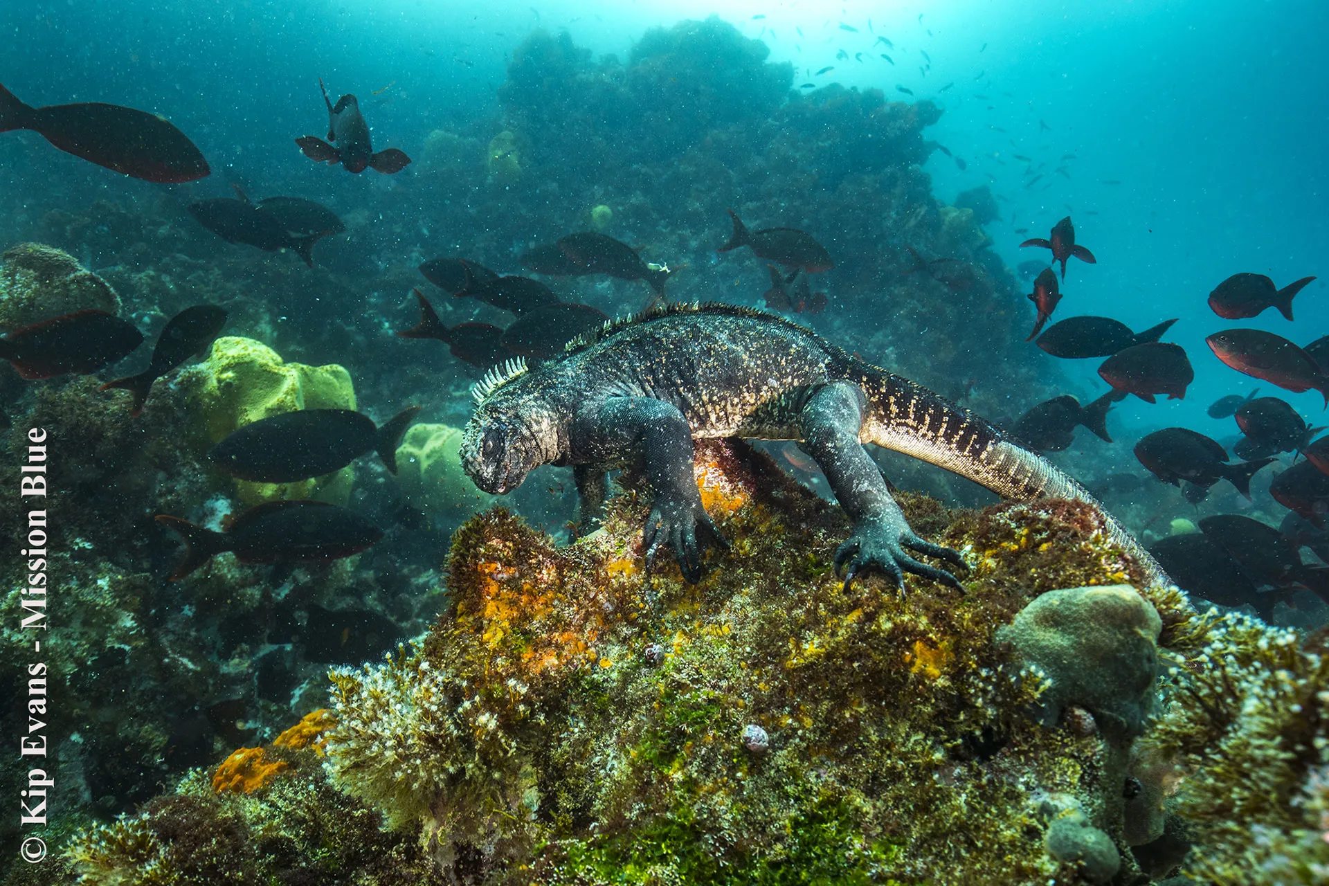 vital ecosystems