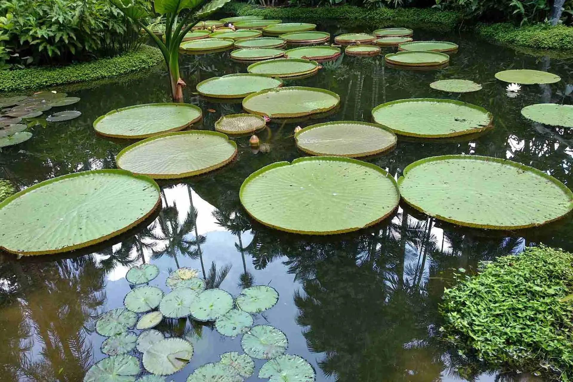 Victoria Amazonica - Giant water lilies