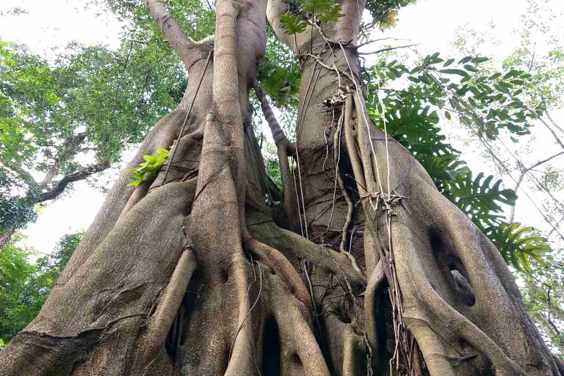 Ficus Kerkhovenii at Singapore botanic gardens.