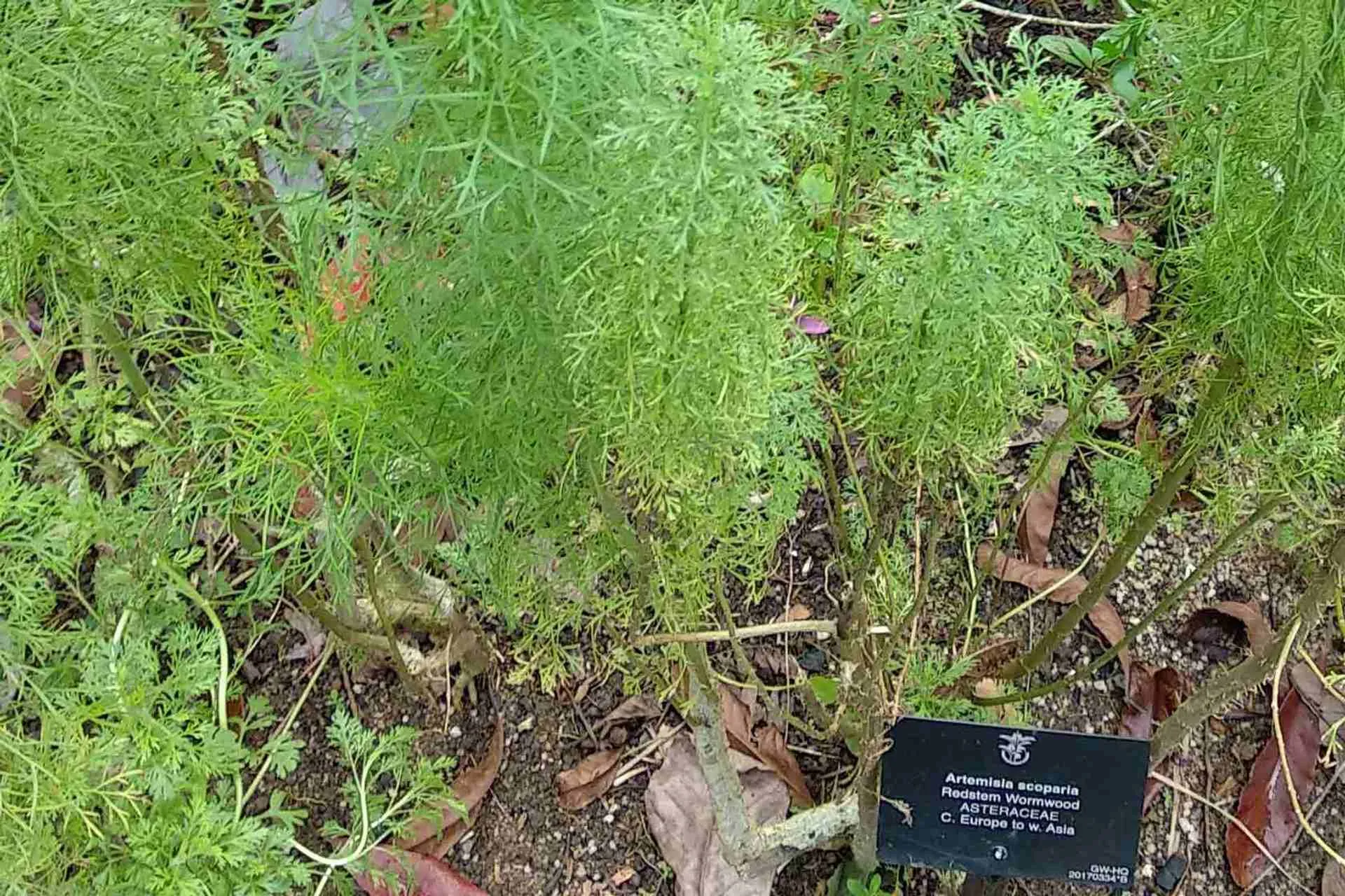 Artemisia, the ancient, and still the best, cure for Malaria, used in Moksa Cinese Medicine.