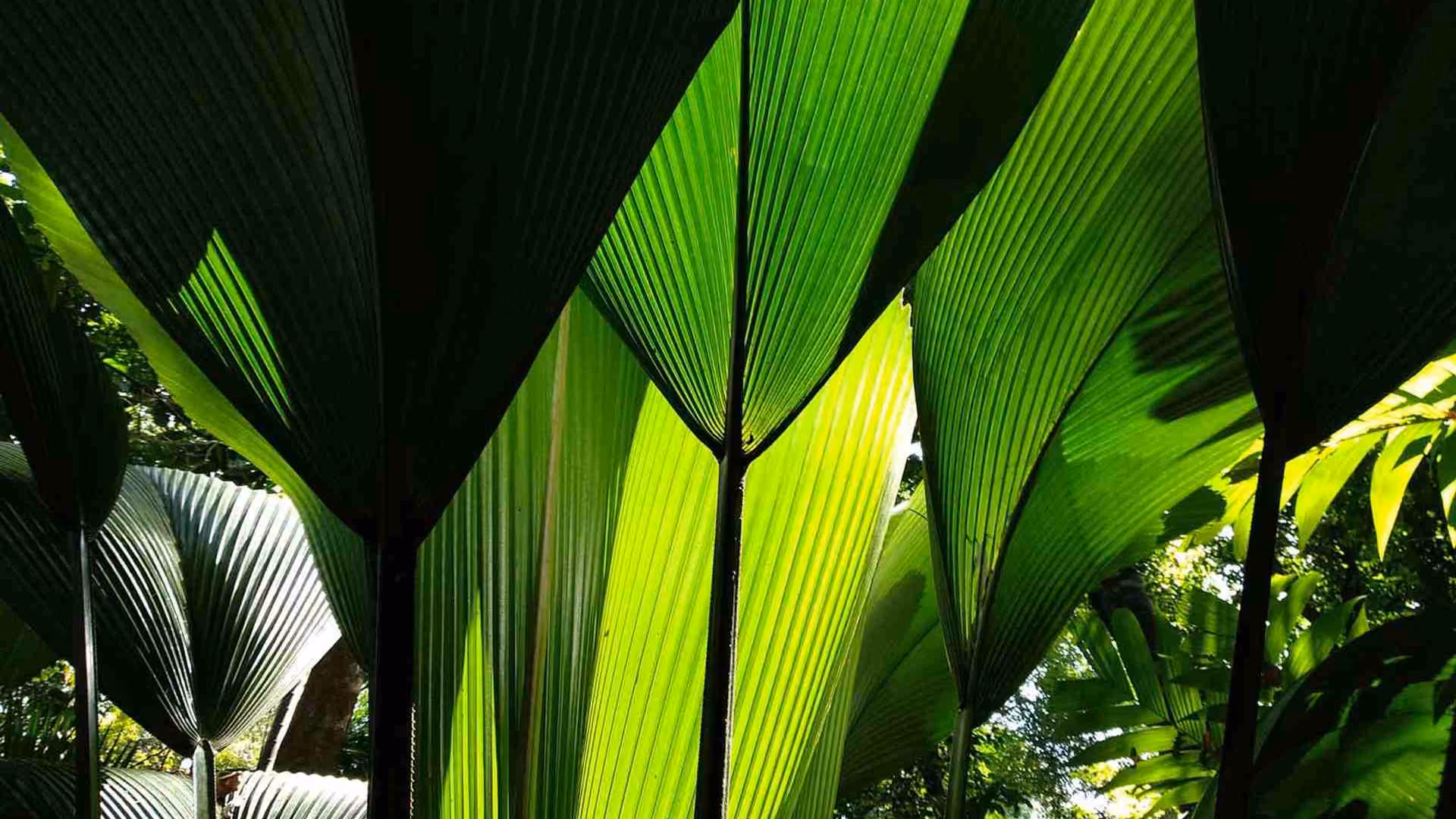 Singapore Botanic Gardens