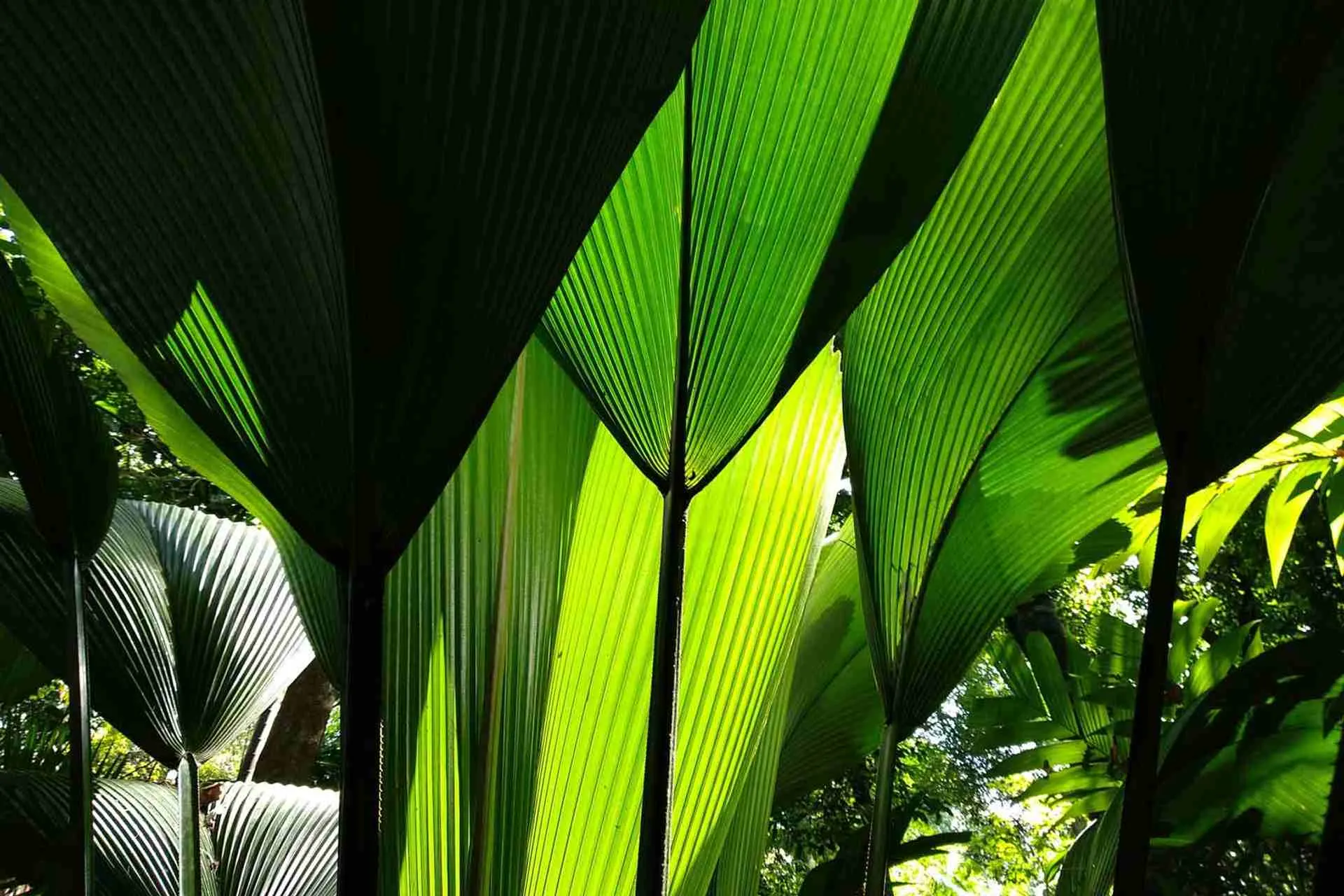 Singapore botanic gardens.