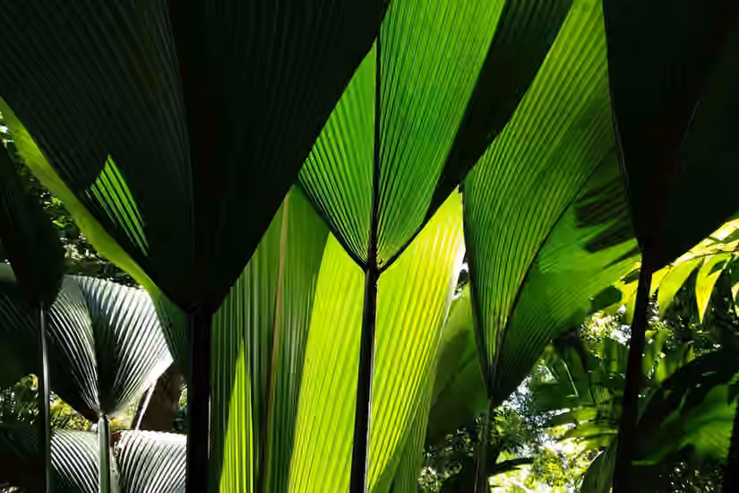 Singapore Botanic Gardens