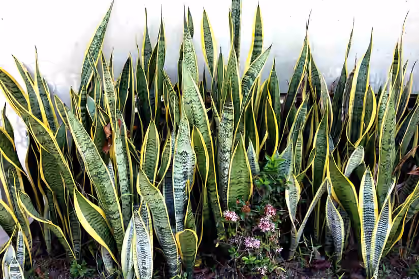 Snake Plant