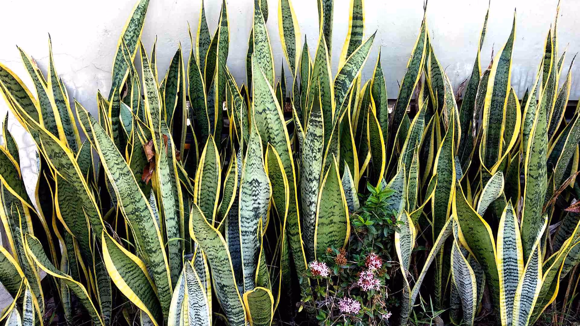 Snake Plant