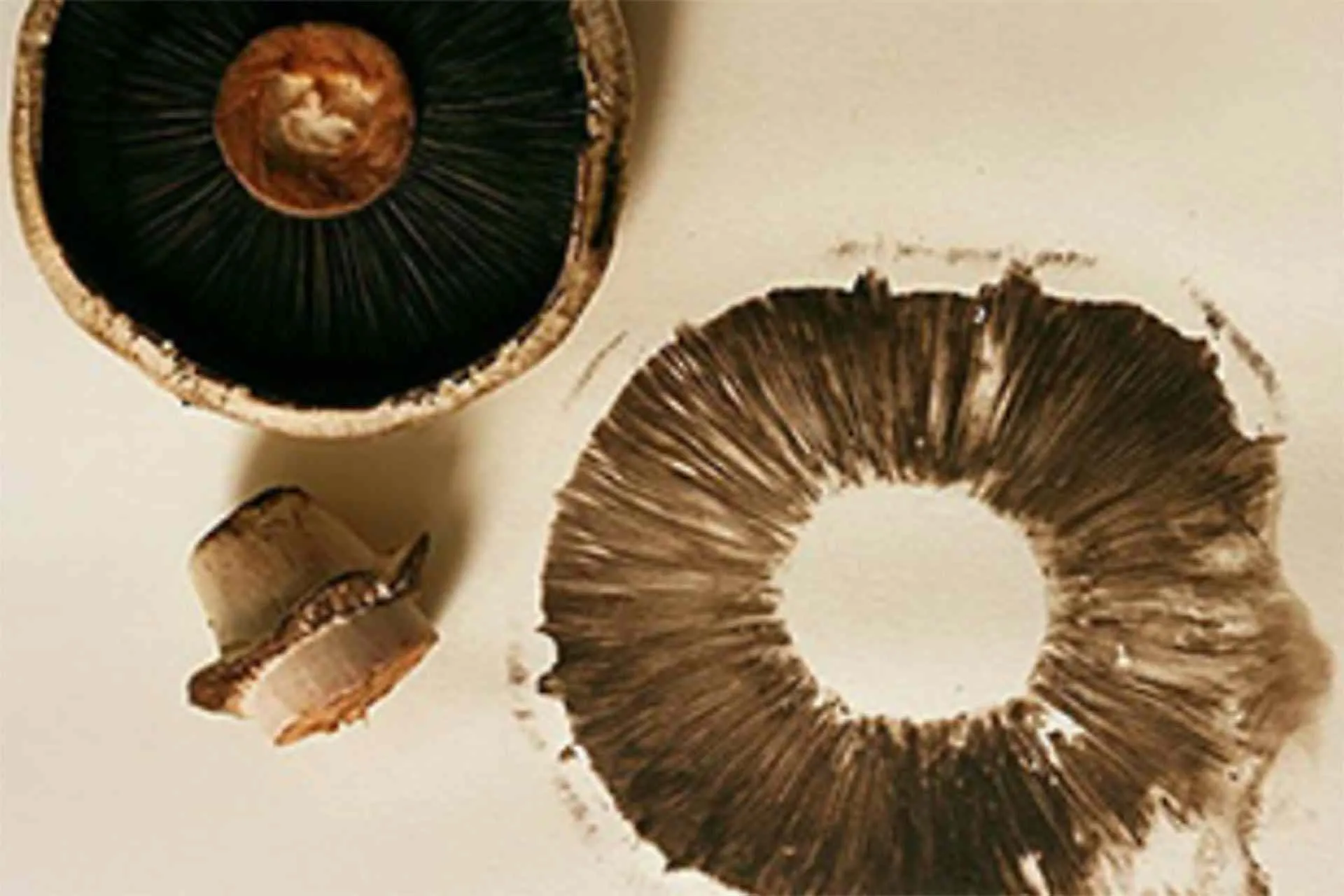Mushrooms used as block