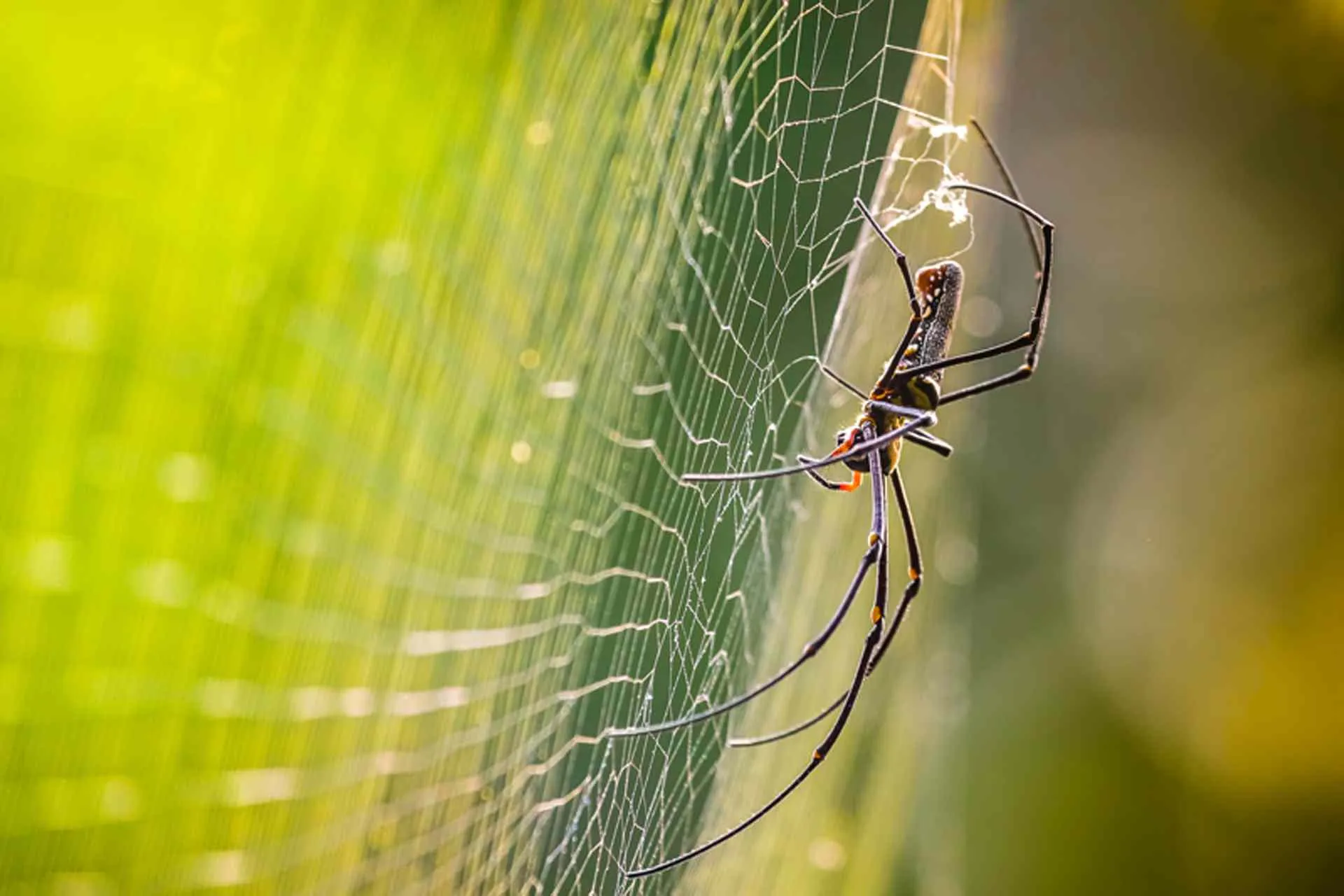 Golden Orb Weaving Web, Chai Wai Meng