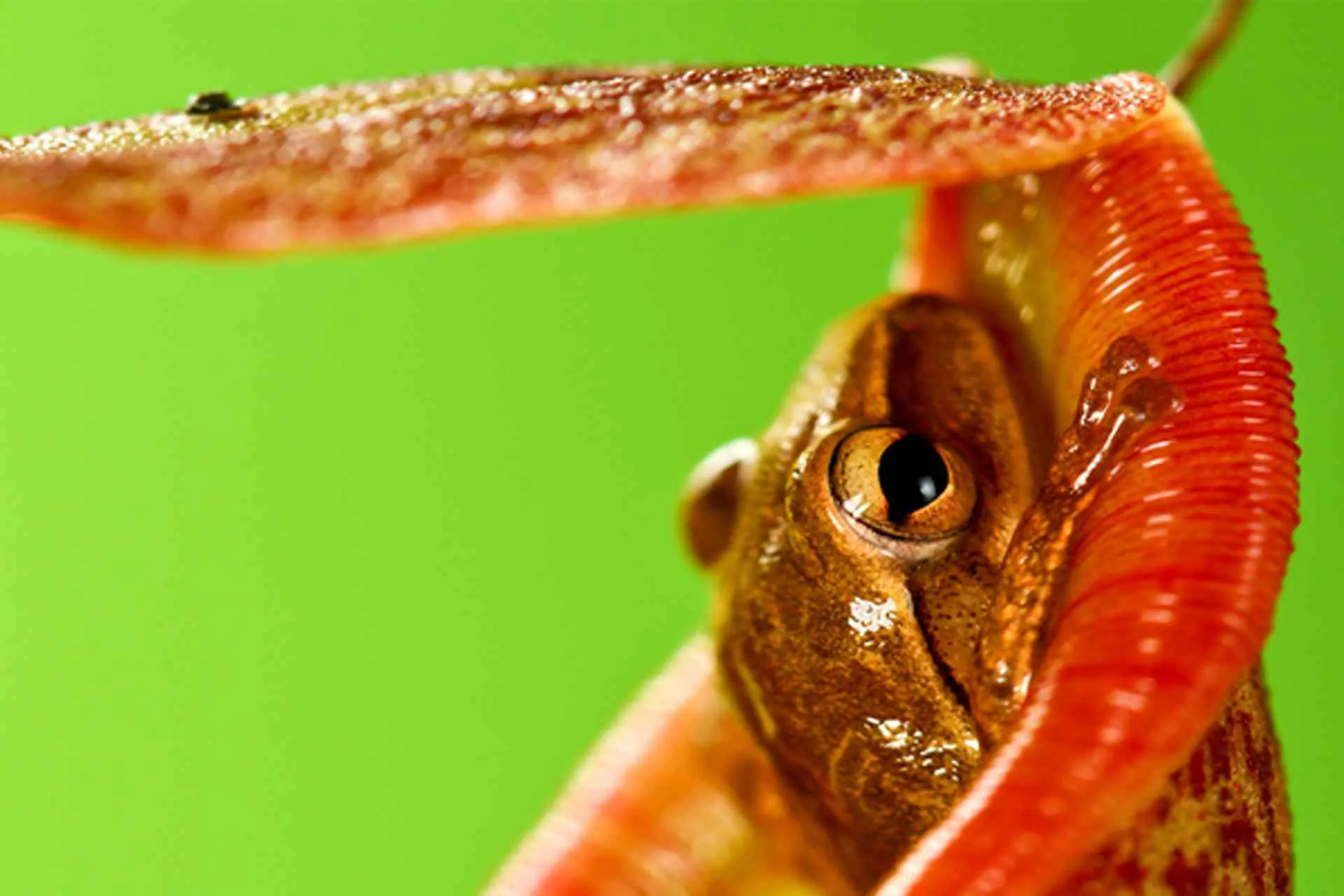 Pitcher Frog, Joel Forte