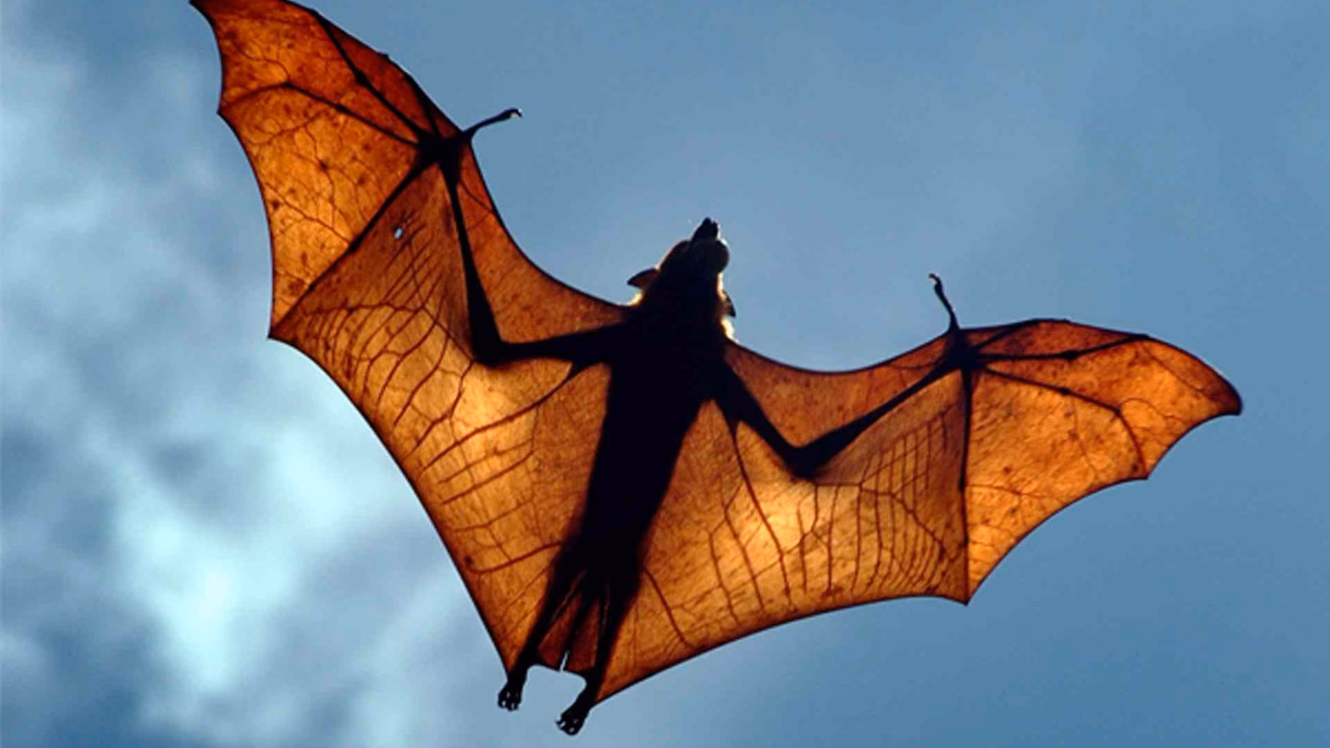 Zooming In On Biodiversity