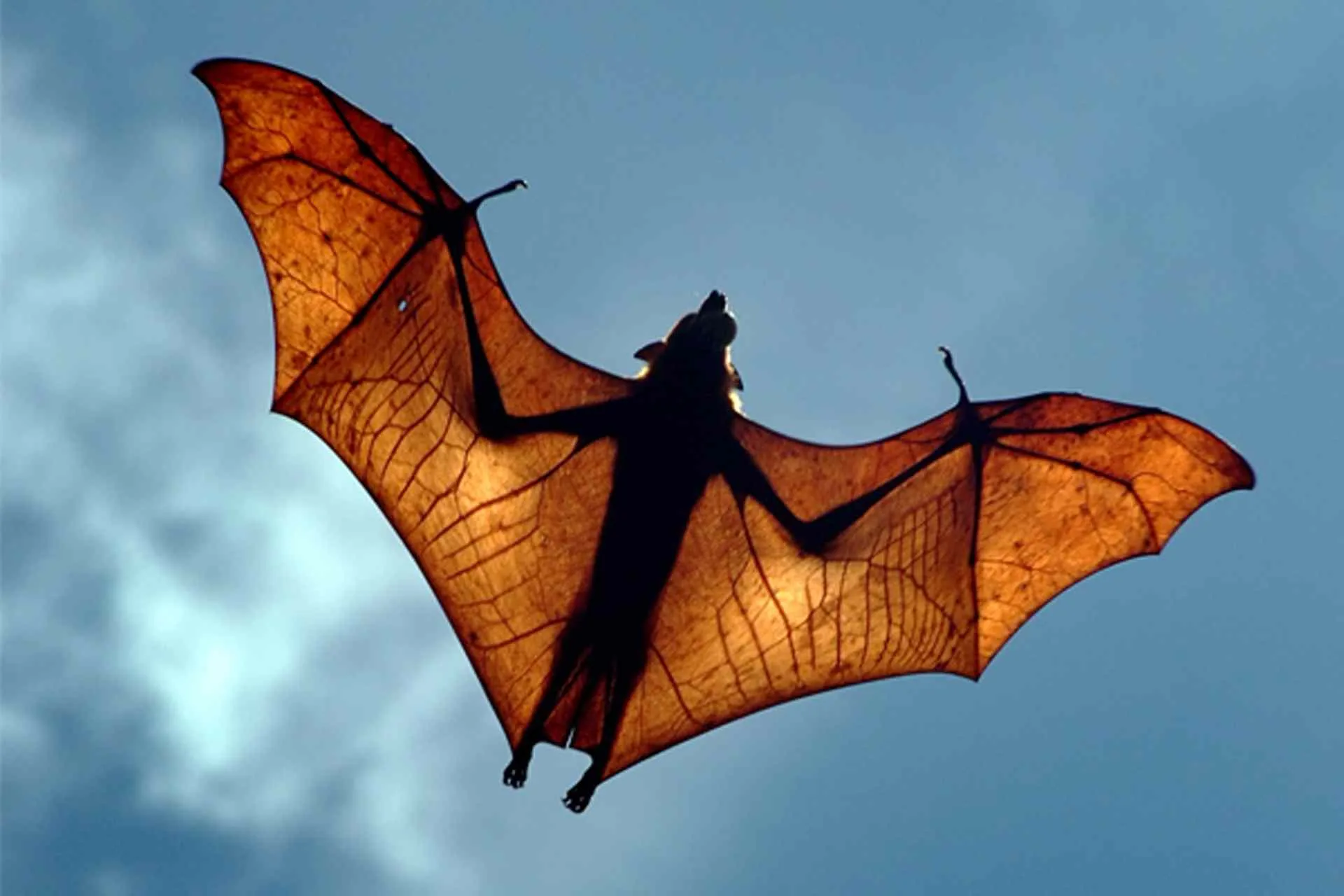 Large Flying Fox, Chalid Nasution